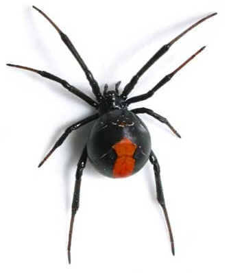 Western black widow spider - Agricultural Biology