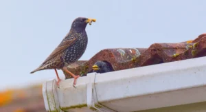 Starlings nesting on a roof
