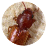 Foreign_Grain_Beetle_Image