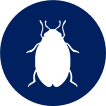 Beetle Icon