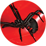 Black-Widow-Spider