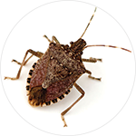 Brown-Marmorated-Stink-Bug