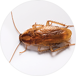 German_Cockroach