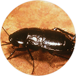 Oriental_Cockroach