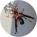 Paper_wasp