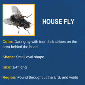 House Fly Pest ID Card
