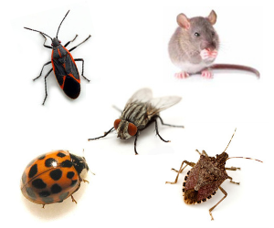 Fall Into a Pest Proofing Routine