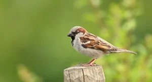 House Sparrow perched on a wooden post