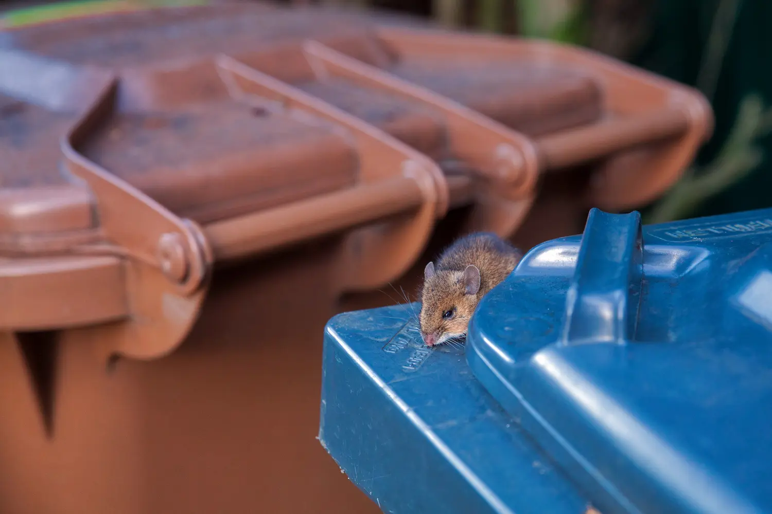 A mouse on a dumpster