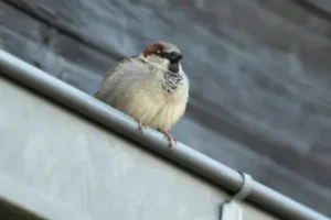 house sparrow roosting along roof line of warehouse