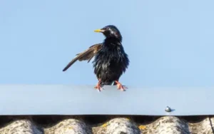 european starling on roof of local food processing facility