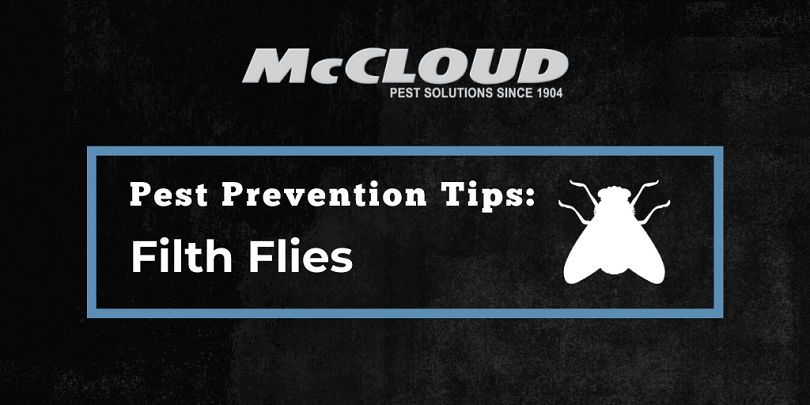 filth-fly-prevention-exclusion-and-sanitation-mccloud-pest-solutions