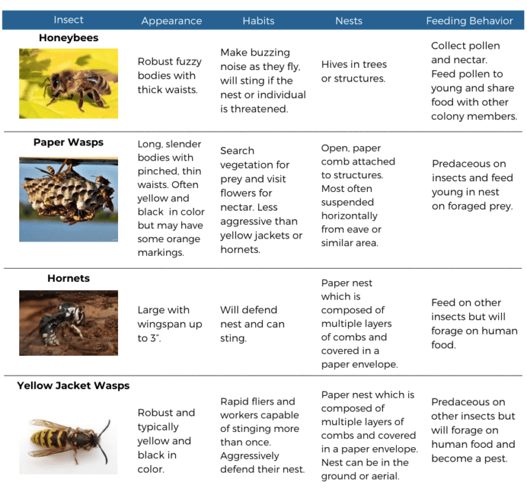 Stinging Insects Identification And Prevention McCloud Pest Solutions stinging-insects-identification-and-prevention-mccloud-pest-solutions