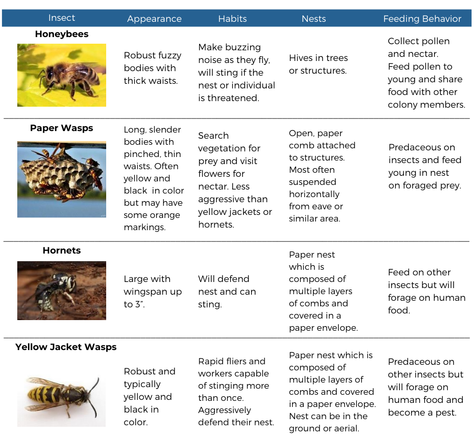 Stinging Insect Chart Image