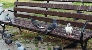Pigeons on a park bench
