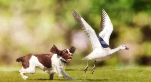 Dog chasing a bird in a field