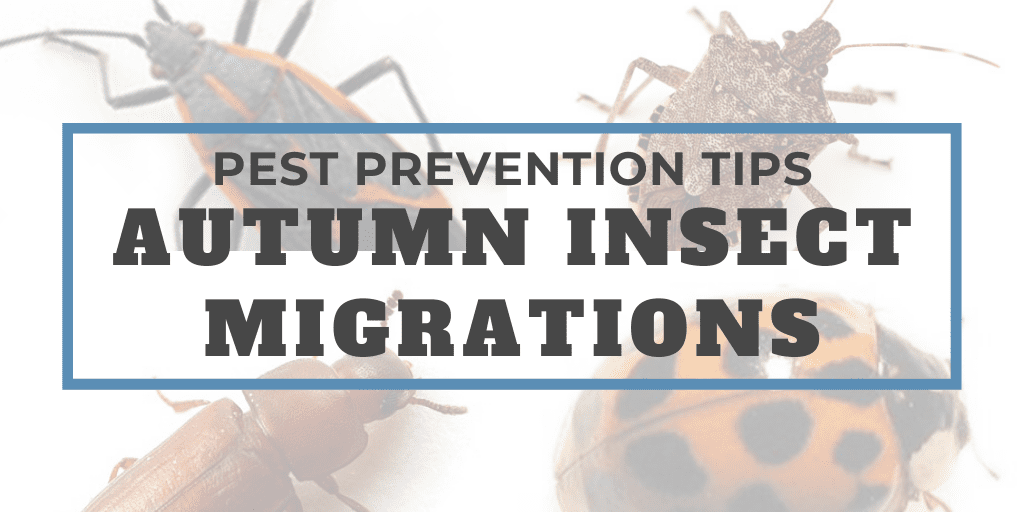 Fall Pests Migration Indoors and Prevention Tips McCloud Pest Solutions