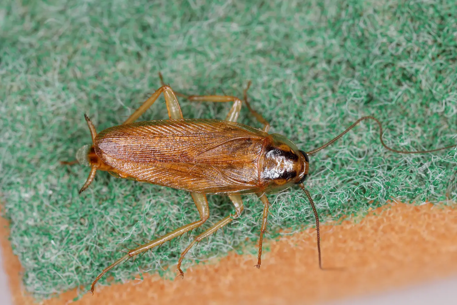 closeup of a German cockroach on a dishwashing sponge