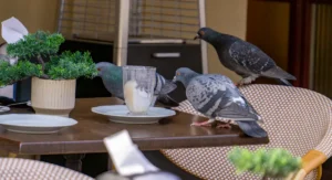 Pigeons on a cafe table