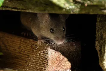 Rodent hiding on top of chopped wood