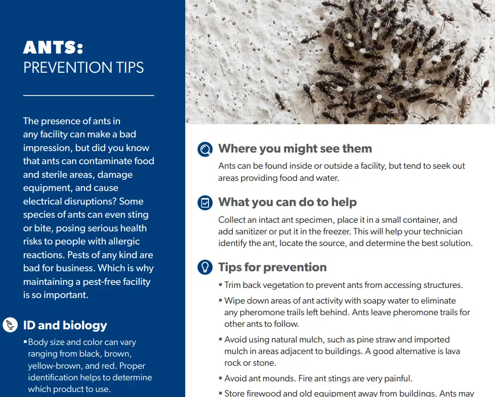 Ants: Prevention Tips