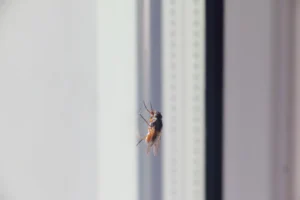 A single fly on a window of a food services business.