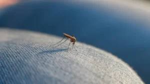 Mosquito on jean pant leg. Contact McCloud Services to get rid of mosquitoes from your commercial businesses.