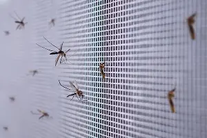 Mosquitoes caught in a screen. Contact McCloud Services to protect your business from mosquitoes.
