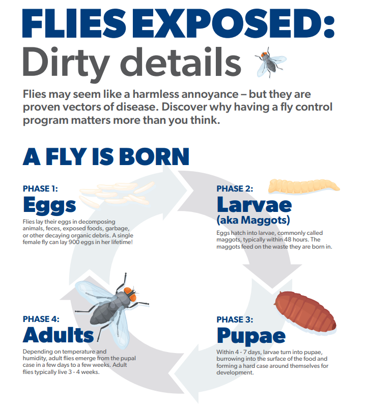 Flies Exposed: Dirty Details