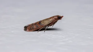 closeup of an Indian meal moth on a white background