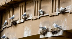 Gulls nesting on exterior of building