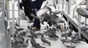 A big group of pigeons