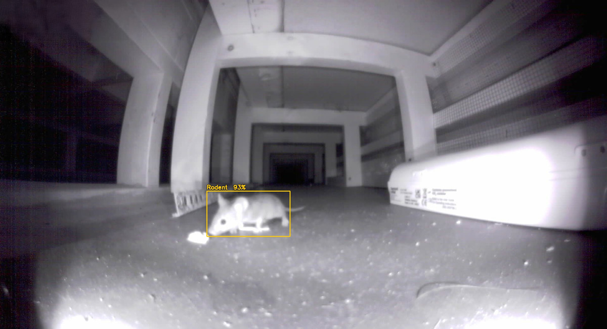 Pest optix identifying rodent under floorboards
