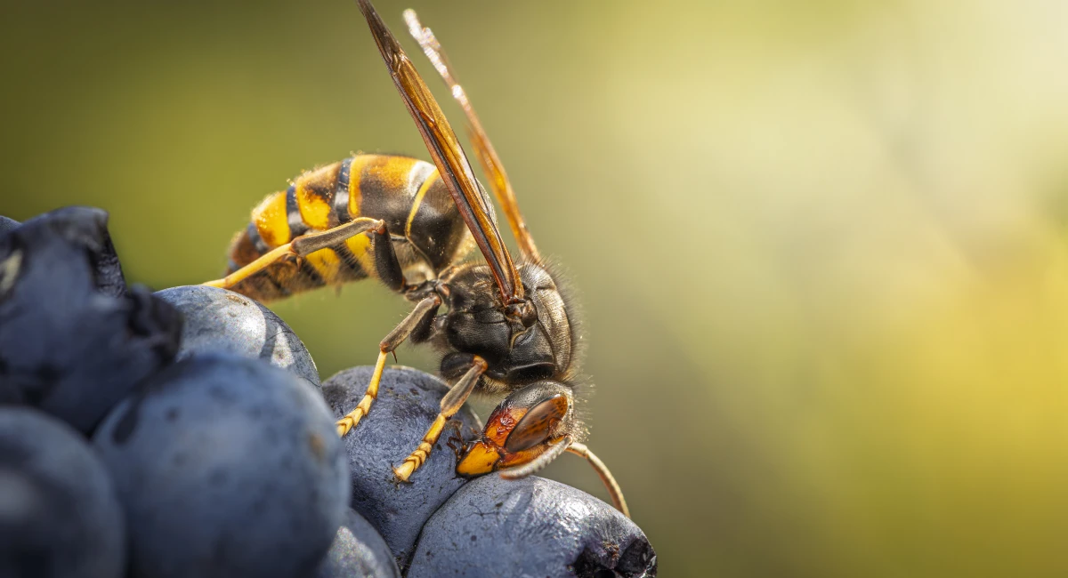Wasp on blueberries