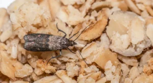 Indian meal moth on food