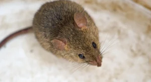 A house mouse