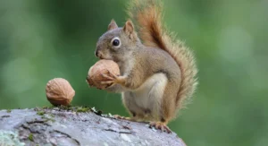 A squirrel eating a nut