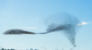 Swarm of birds