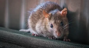 A close-up image of a rat