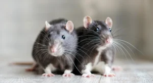 Two rats