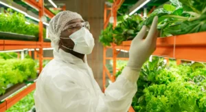Agroengineer inspecting plants in a warehouse