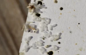Bed bug eggs on sheet
