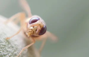 Drosophila Melanogaster