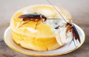 Cockroaches eating bread