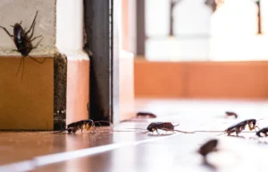 Cockroaches feeding in a kitchen