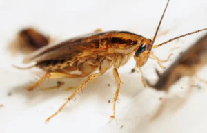 Red cockroach