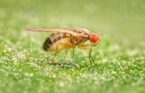 Fruit fly standing on leaf